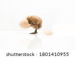 Brown Egg And Chicken Isolated...