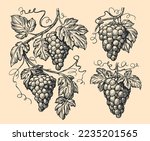 hand drawn vine  grape bunches...