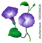 Morning Glory Flower In Purple...