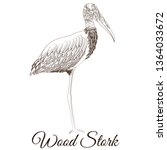 Wood Stork Cartoon Bird Coloring
