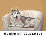 Siberian husky dog lying in chair on yellow background