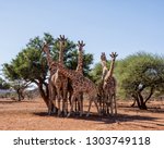 A Group Of Giraffes In Southern ...
