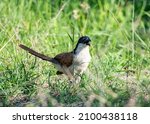A Burchell's Coucal Foraging On ...