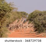A Group Of Giraffes Runs Across ...
