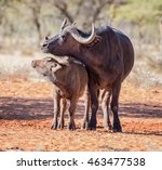 An African Buffalo Mother And...