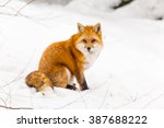 Red Fox In A Snowy Winter