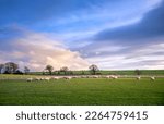 Sheep grazing in a green field...