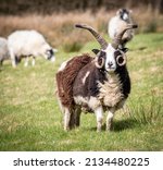 Small photo of Magnificent Jacob's sheep with curly antlers and horns standing in field of pasture green grass in England, UK