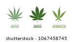 Cannabis Sativa  Indica And...
