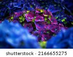 Abstract Image Of Hydrangea...