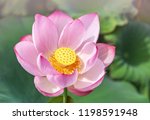 Close Up Pink Sacred Lotus...