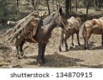 Small photo of mule with a heavy load of wood on his packsaddle