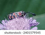Small photo of specimen of crepuscular burnet moth, rest on a flower, Zygaena carniolica, Zygaenidae