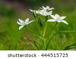 White Flower. Common Star Of...