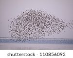 Flock Of Birds Flying Above Sea