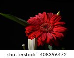 Picture Of Red Daisy Gerbera...