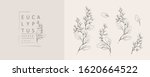 seeded eucalyptus logo and... | Shutterstock .eps vector #1620664522