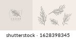 cedar logo and branch. hand... | Shutterstock .eps vector #1628398345