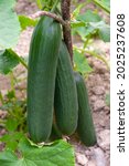 Cucumber Produced In A...