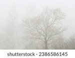 Tree in the fog at November at Lamminranta, Forssa, Finland. 