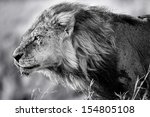 Portrait Of Lion Clawed With...