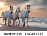 Herd Of White Horses Running...