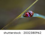 Two Ladybird Mating On A Grass.