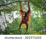 Orangutan On The Tree.