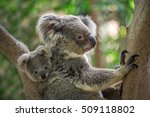 Koala Bear In Zoo.