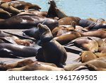 Seals And Sea Lions Resting And ...
