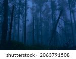 Fog Covered Forest At Dusk With ...