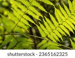 Small photo of Fern leaves in the forest on the contrary