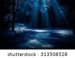 Night forest with moonlight beams