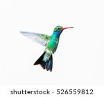 Small photo of Broad Billed Hummingbird. Using different backgrounds the bird becomes more interesting and blends with the colors. These birds are native to Mexico and brighten up most gardens where flowers bloom.