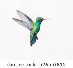 Broad billed hummingbird on a...