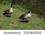 Canadian geese family next to a pond