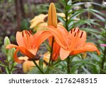 Flower Lily Asian Hybrid Tresor ...