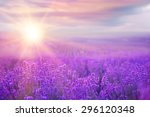 Sunset over a violet lavender...