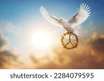 white dove holding flower and branch in symbol of Peace flying on sky for freedom concept ,international day of peace 2023 ,Pray for Ukraine and No war concept