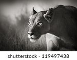 Lioness Stalking   Kalahari...