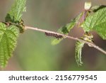 Small photo of Early instar caterpillar of yellow-tail moth (Sphrageidus similis, syn. Euproctis similis) in wild nature
