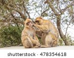 Two Macaques On The Gibraltar...