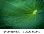 Small photo of Peaceable concept. Water drop on green lotus leaf as background with dark tone.