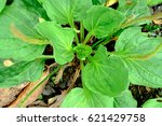 Small photo of Greater Plantain, Waybread (Plantago major L.) tree and Thailand herb has medicinal properties in Common Plantain.