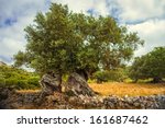 An Old Olive Tree In Greece ...