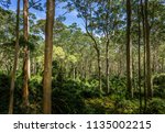 Spotted Gum Forest In The...