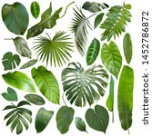 Small photo of More beautiful exotic tropical leaves, isolated leaf background