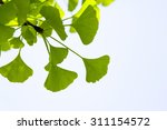 Ginkgo Leaf 
