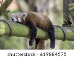 Sleeping red panda  ailurus...