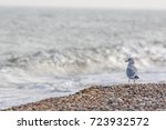 Solitary Sea Bird. Gull...